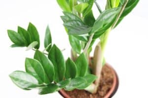 Cách đặt cây Kim Tiền trong nhà chuẩn phong thủy sẽ giúp gia chủ thúc đẩy được tài lộc