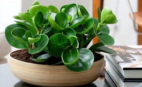 Cây trường sinh trong nhà giúp lọc không khí