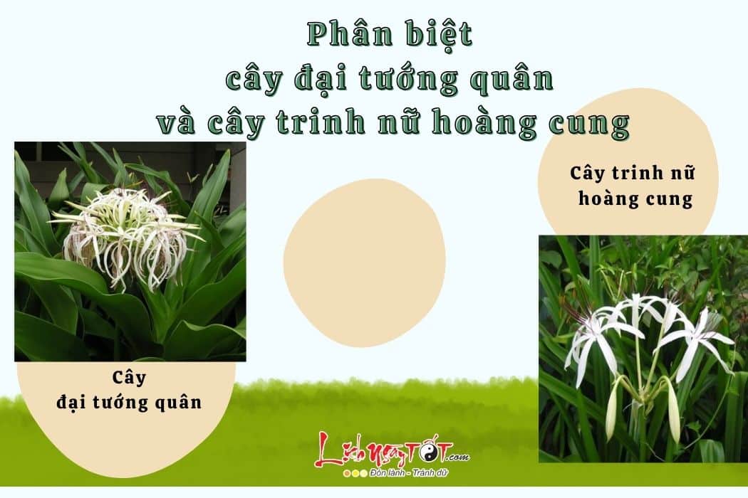 Phan biet dai tuong quan va trinh nu hoang cung