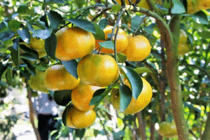 Tục xưa độc đáo: KHẢO CÂY LẤY QUẢ mùng 5 tháng 5 âm lịch